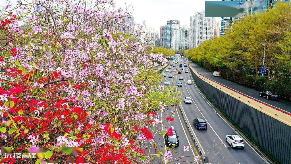 深圳市花叫簕杜鹃这个名字吗(深圳最常见五种绿化花卉苗木)-图片7
